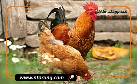 مرغ تخمگذار محلی با تخمگذاری بسیار بالا